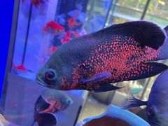 -青石桥花鸟鱼虫市场(叠翠城店)