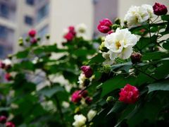 -碧云新天地二期