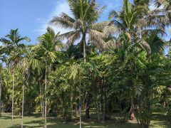 -中国科学院西双版纳热带植物园