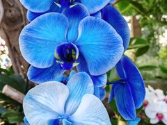 -北京植物园-展览温室