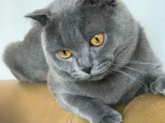 -瑞鹏宠物医院·夜间急症·心超·猫科(祖庙分店)