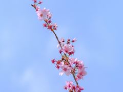 -顾村公园