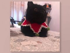 -老吴的猫·猫舍(新区店)
