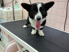 -FAELING PETS美天灵宠物(富力广场店)