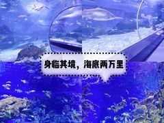 -海合安武汉极地海洋公园