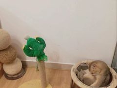 -有喵·猫咖·狗咖·30几只猫10只小狗(岗厦店)