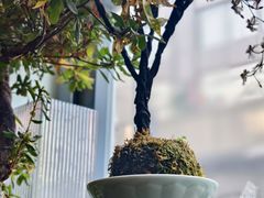 -芙蕾哥哥souffle