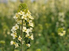 -中国天府农业博览园