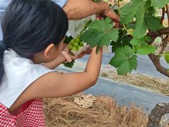 -马陆小张葡萄园农家乐