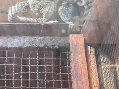 -上海大自然野生昆虫馆