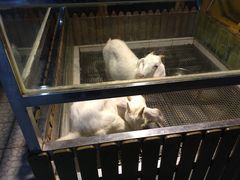 -上海大自然野生昆虫馆(东方明珠·爬宠昆虫探索中心)