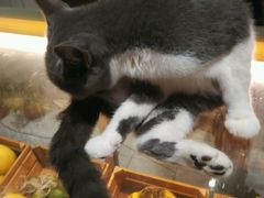 猫咪-MIKAKU(万达广场上海宝山店)