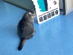 -伟伟宠物医院·瑞派猫友好医院·猫科(光谷店)