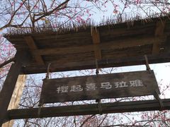 -天适樱花悠乐园