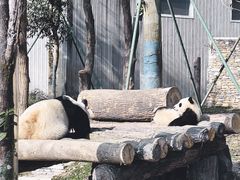 -卧龙中华大熊猫苑神树坪基地