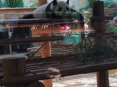 -西霞口神雕山野生动物世界