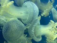 -芜湖新华联大白鲸海洋公园