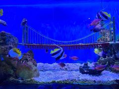 -太平洋海底世界