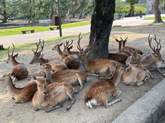 -奈良公园