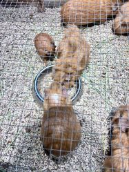 -酷嗒动物文化乐园(cutezoo西溪乐天城店)