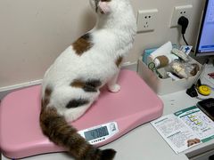 -瑞派·关忠动物医院猫科外科·异宠·24小时转诊中心(祥云店)