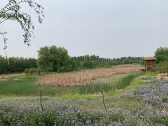 -东郊湿地公园