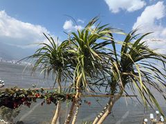 -野菌皇海景野生菌火锅(滨海大道店)