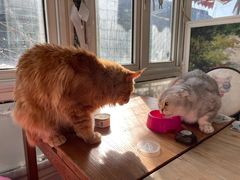 -猫小院猫主题咖啡厅(北锣店)