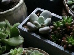 -东方名猫馆·英短金渐层布偶猫舍(环线广场1号楼店)