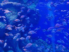 -成都浩海立方海洋公园