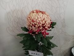-杭州植物园