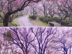-梅花山(明孝陵内)