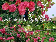 -广富林郊野公园