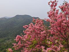 -木兰云雾山