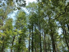 -上海共青森林公园