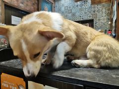 -more than meow吴止猫主题餐厅(承德 中船汇店)