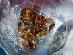 -中环花鸟鱼虫市场