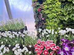 -石家庄市植物园