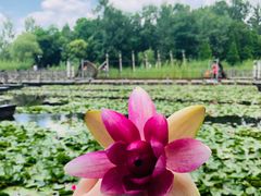 -溱湖国家湿地公园