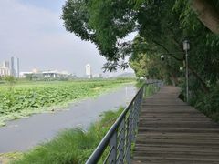 -月湖风景区