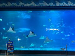 -烟台海昌鲸鲨海洋公园