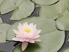 -金银湖国家城市湿地公园