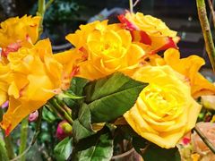 -植物学家的女儿(北马道巷店)