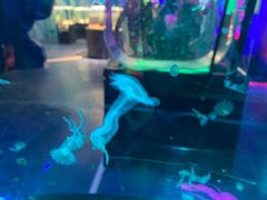 -太奥幻太奇海洋馆