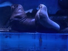 -上海海昌海洋公园-冰山北极馆