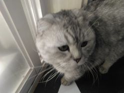 -众刺纹画·纹身·穿孔饰品·海娜定制