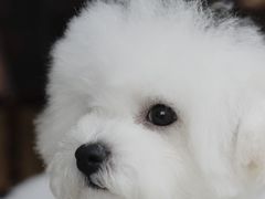 -翊宠yipet猫狗购宠庄园犬舍•猫舍