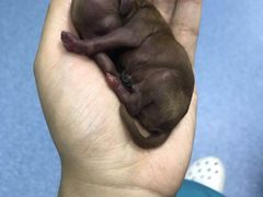 -中农大我爱我爱24h动物医院·中医针灸·猫专科·骨科医疗中心(双井店)
