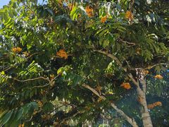 -中国科学院西双版纳热带植物园