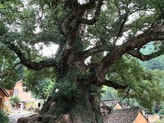 -杨家堂村